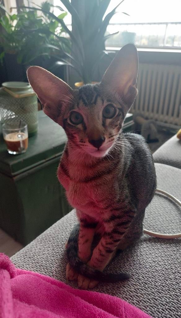 Dekkater Oosterse Korthaar NIET TE KOOP, Dieren en Toebehoren