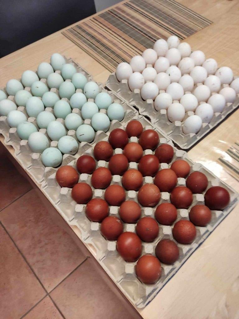 pluimvee, Dieren en Toebehoren, Pluimvee, Kip, Geslacht onbekend