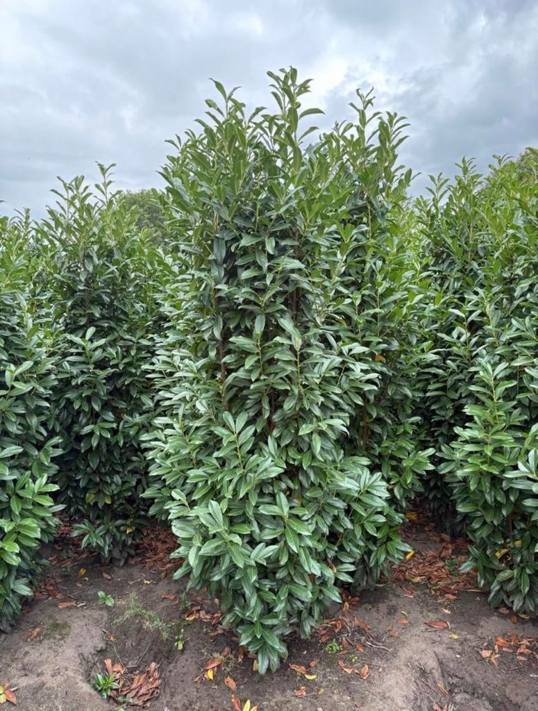 Prunus lauro. Genolia smalgroeiende laurier haag soort, Ophalen of Verzenden, Laurier, 100 tot 250 cm