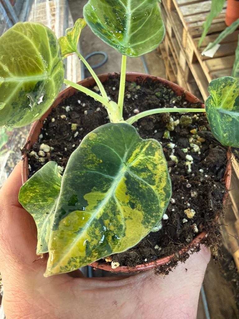 Alocasia Black Velvet Aurea - Gouden Variegata, Huis en Inrichting, Kamerplanten, Overige soorten, In pot, Minder dan 100 cm, Groene kamerplant