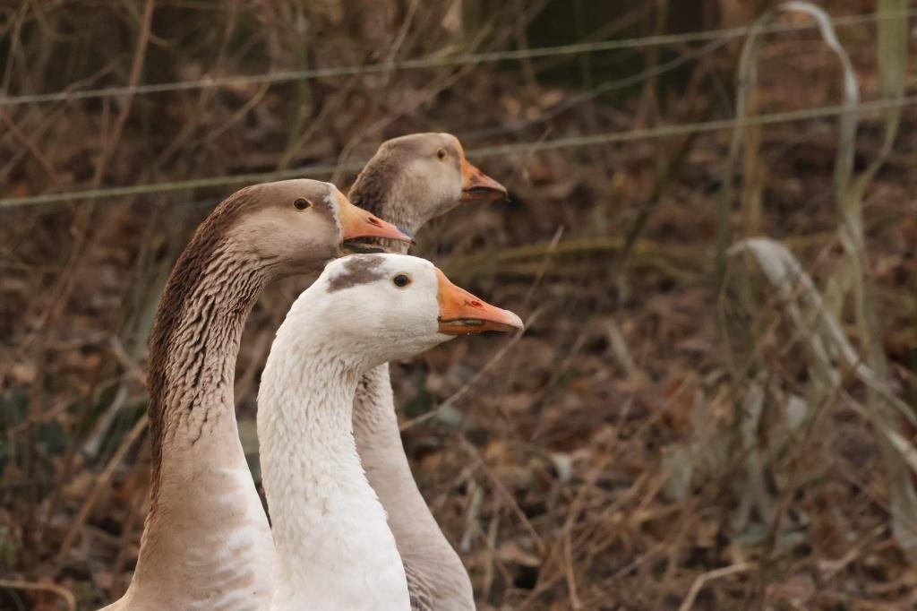 Ganzen, Dieren en Toebehoren, Pluimvee, Gans of Zwaan, Meerdere dieren