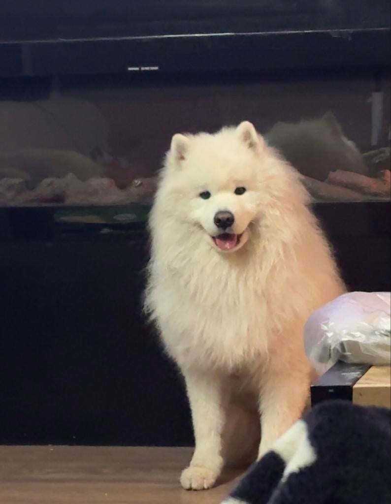 Dekreu Samojeed (ervaren) (Prijs voor 2x dekken), Reu, 1 tot 2 jaar, Eén hond, Nederland