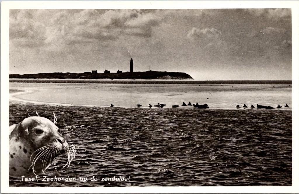 Texel - Zeehonden op de zandplaat, Ophalen of Verzenden, 1960 tot 1980, Ongelopen, Waddeneilanden