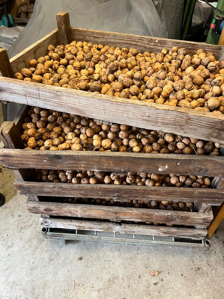 Walnoten oogst 2025, Diversen, Levensmiddelen, Ophalen