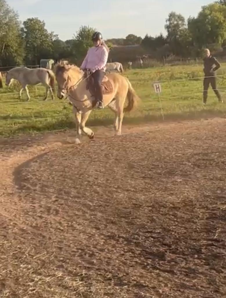 VERZORG PONY OF PAARD GEZOCHT, Ophalen of Verzenden, Zo goed als nieuw
