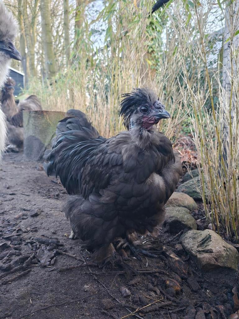 USA Zijdehoen Show Girl/ Showgirl haan, Dieren en Toebehoren, Mannelijk, Kip