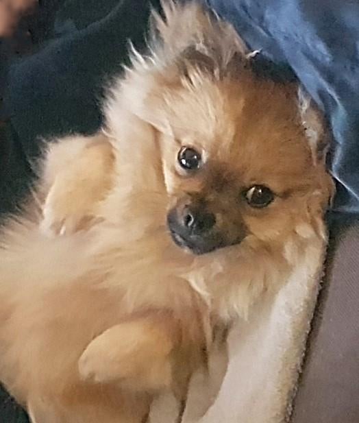 Pomchi dekreu 1 jaar --> ( NiET te koop ! ) <--, Parvo, 1 tot 2 jaar, Eén hond, Nederland