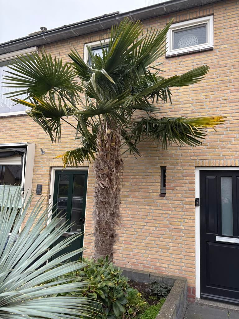 Palmboom & Yucca Rostrata te koop, Bloeit niet, 100 tot 250 cm, Palmboom, Ophalen