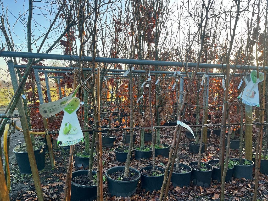 fruitbomen, Tuin en Terras, Ophalen, Overige soorten, Volle zon, 100 tot 250 cm