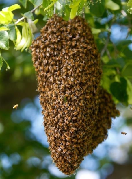 bijenvolk bijenzwerm, Dieren en Toebehoren, Bijen