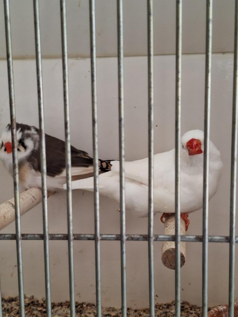 Zebravink wit x bont, Dieren en Toebehoren, Vogels | Overige Vogels, Meerdere dieren, Tropenvogel, Geringd