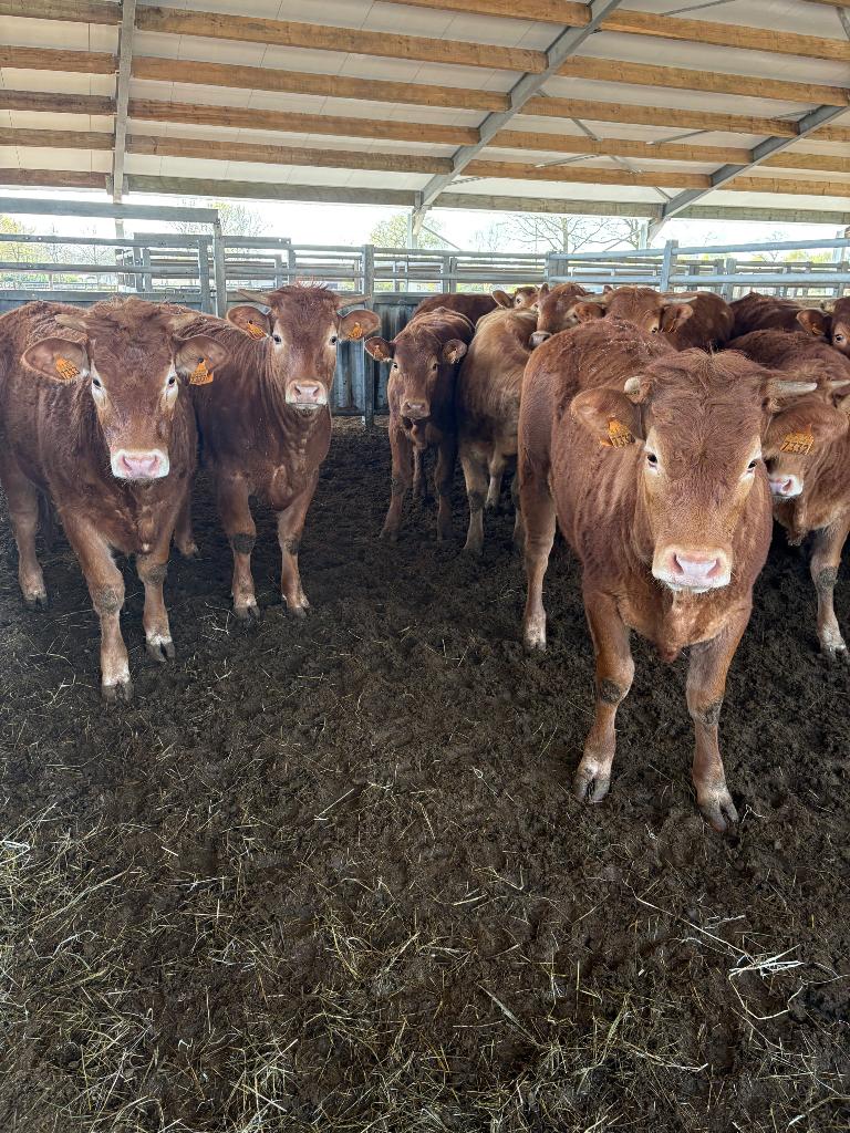 13 limousine vaarzen, Dieren en Toebehoren, Runderen, Mannelijk, 0 tot 2 jaar