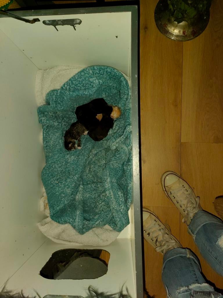 Binnen kort te koop  kittens. Geboren op 22-3-26, Geslacht onbekend, Ontwormd, 0 tot 2 jaar