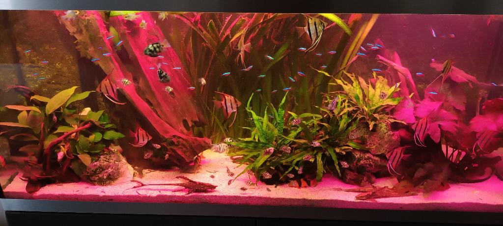 Mooi groot oase aquarium (400) liter te koop, Ophalen, Zo goed als nieuw