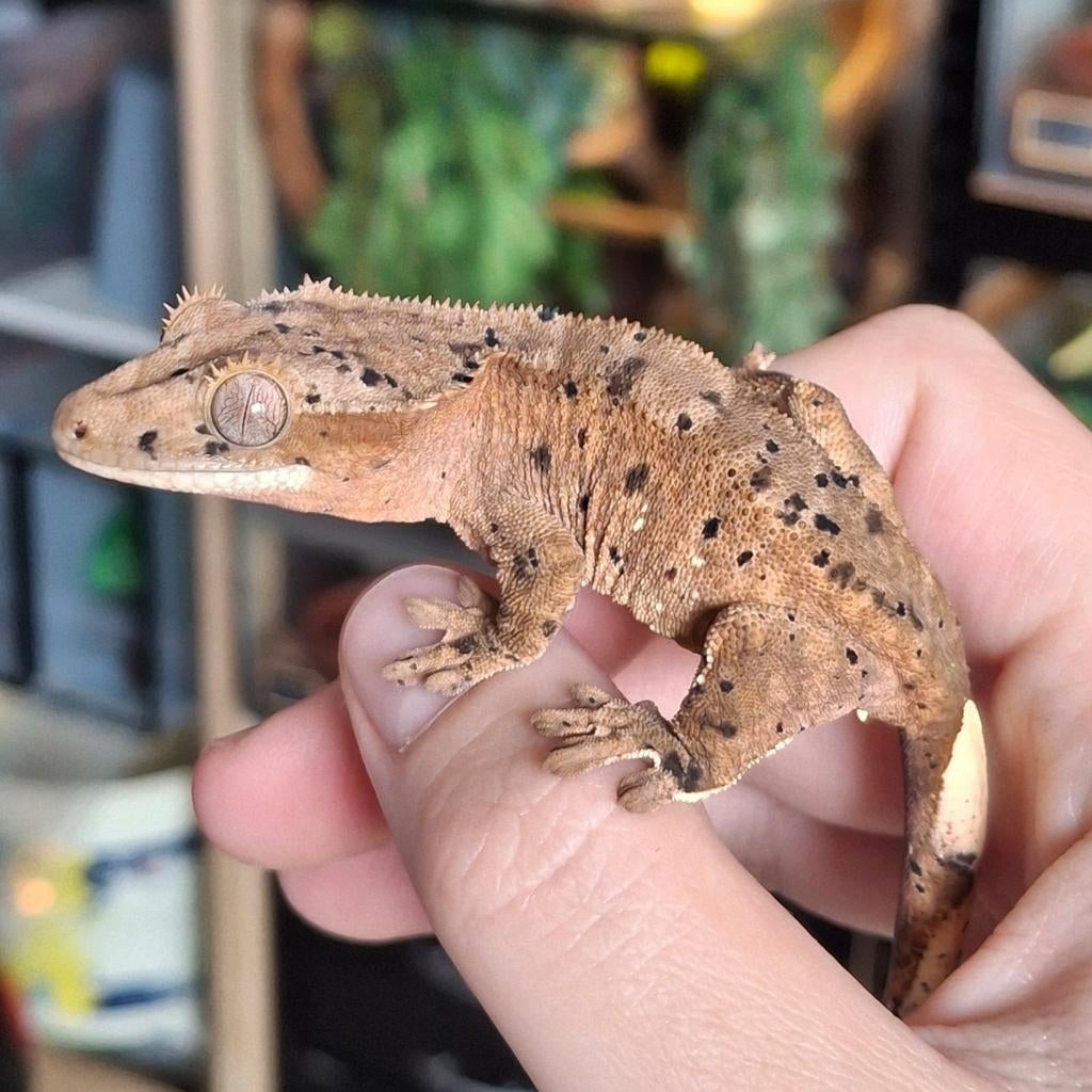 Hele mooie dalmatian wimpergekko/crested gecko vrouw (0.1) Crested Gecko - female for sale from Lotus' Creatures