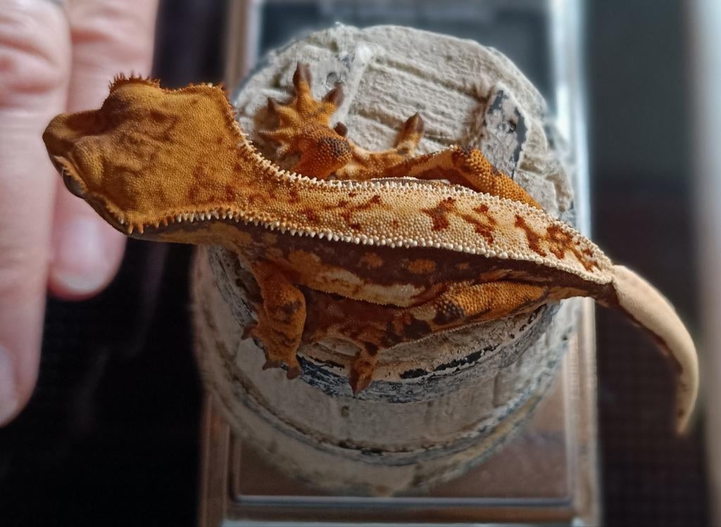 Wimpergekko nakweek 2025 tri-color Crested Gecko - unknown for sale from Sabrina
