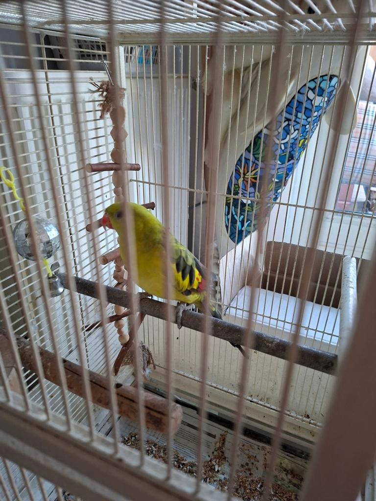 Berg parkiet 2 jaar oud is gewiekt met kooi 150 euro, Dieren en Toebehoren, Vogels | Parkieten en Papegaaien, Mannelijk, Parkiet