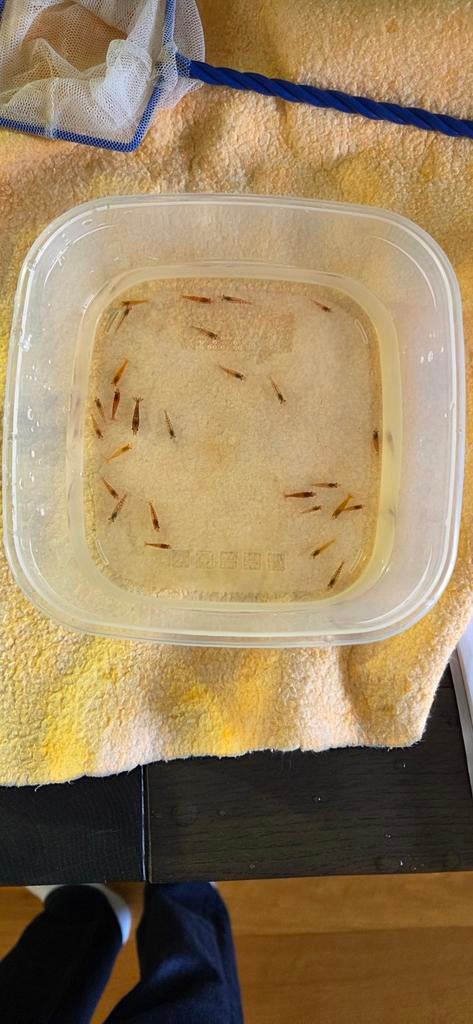 Vuurgarnalen / Neocaridina davidi garnalen, Ophalen, Nieuw, Overige typen