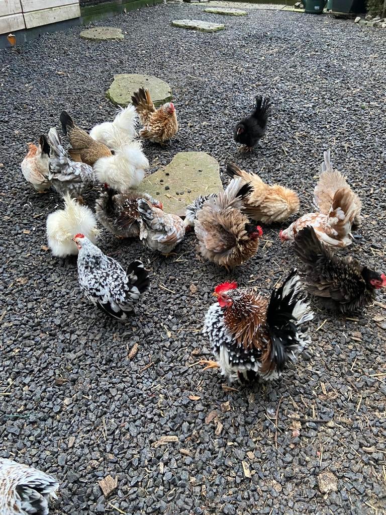 Serama broedeieren | kans op zijdeveer, krulveer en gladveer, Dieren en Toebehoren, Pluimvee, Meerdere dieren, Kip