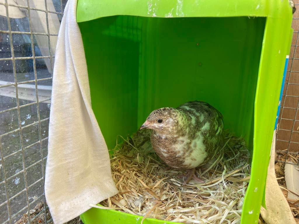 Mooie japanse kwartel haan, Dieren en Toebehoren