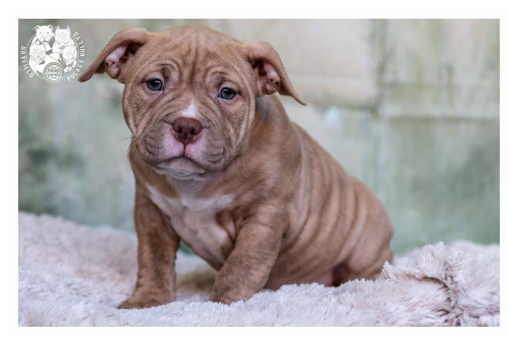 American Bully Pups, België, Fokker | Hobbymatig, Overige rassen, 8 tot 15 weken
