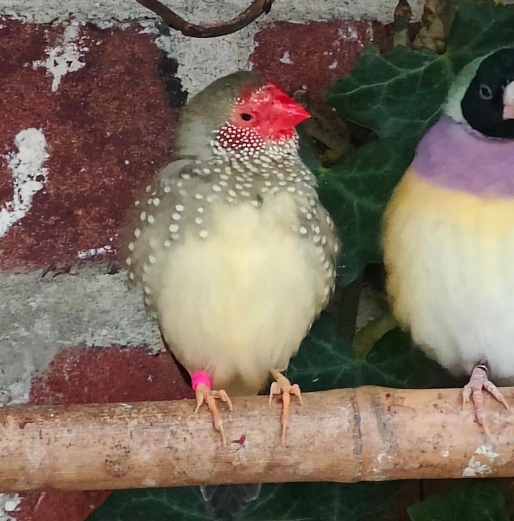 Koudkweek Natuurbroed Binsensastrildes, Mannelijk, Tropenvogel, Geringd