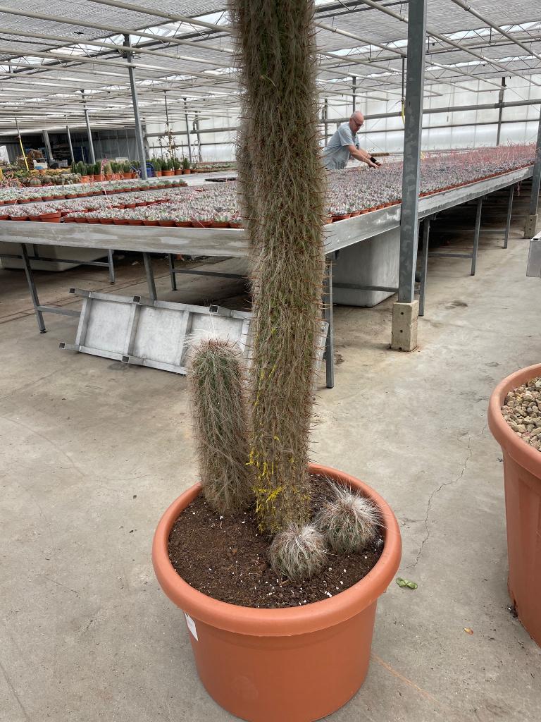 Cactus Oreocereus Trollii 185 cm hoog Zuid Bolivia.Pot 60cm, Ophalen, Bloeiende kamerplant, 150 tot 200 cm, Volle zon