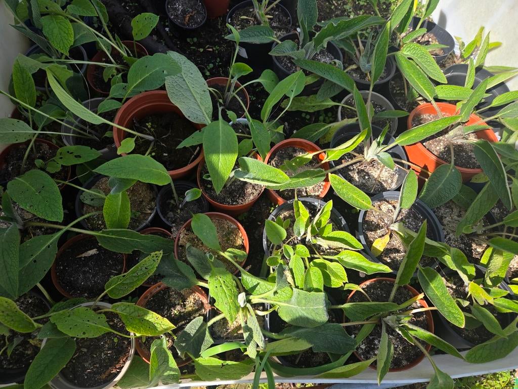 Russische Smeerwortel (gewortelde) plantjes OP =OP, Tuin en Terras, Planten | Tuinplanten, Vaste plant, Halfschaduw, Zomer, Ophalen