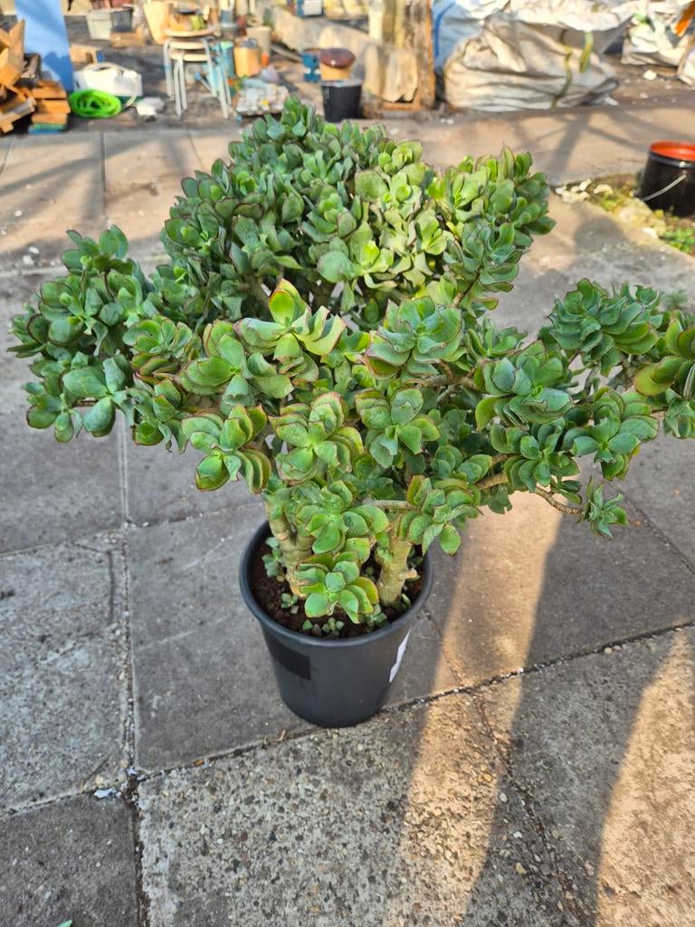Crassula arborescens XXL p27 h80, Ophalen of Verzenden, Halfschaduw, Minder dan 100 cm