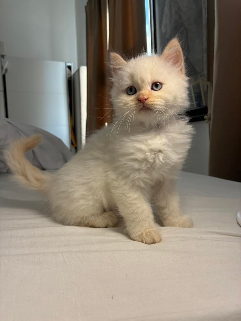 Uniek gekleurde Perzische kitten zoekt een liefdevol thuis!, Meerdere dieren, Ontwormd, 0 tot 2 jaar