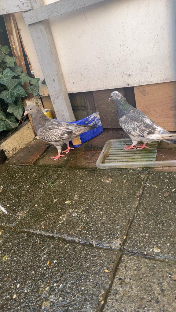 Postduiven, kijk bij omchrijving, Meerdere dieren, Postduif