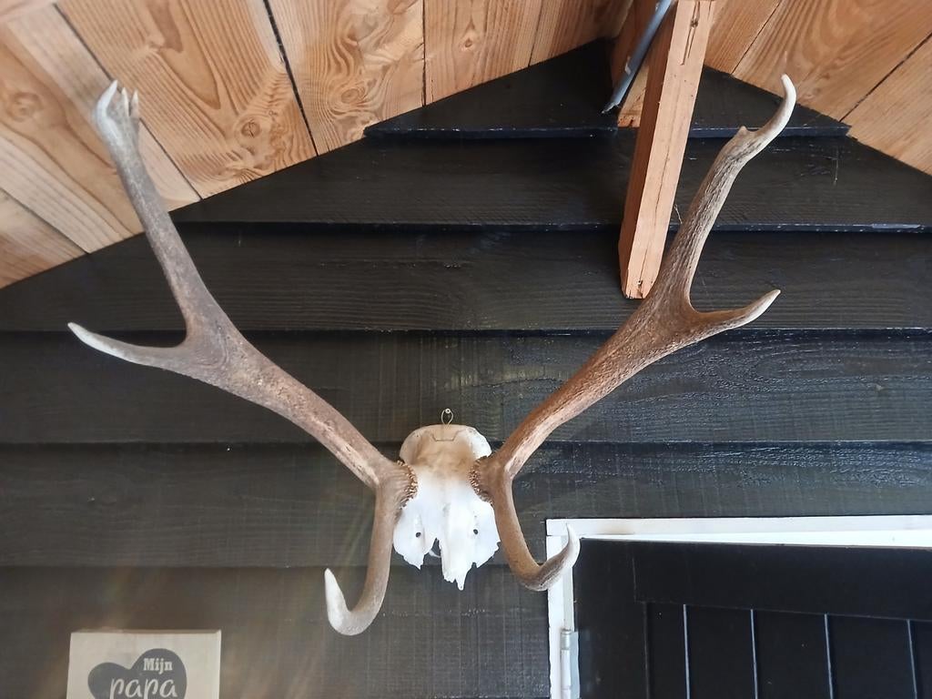 Schedel Edelhert met Gewei - Prachtig Decoratiestuk, Ophalen, Gebruikt, Hert, Schedel