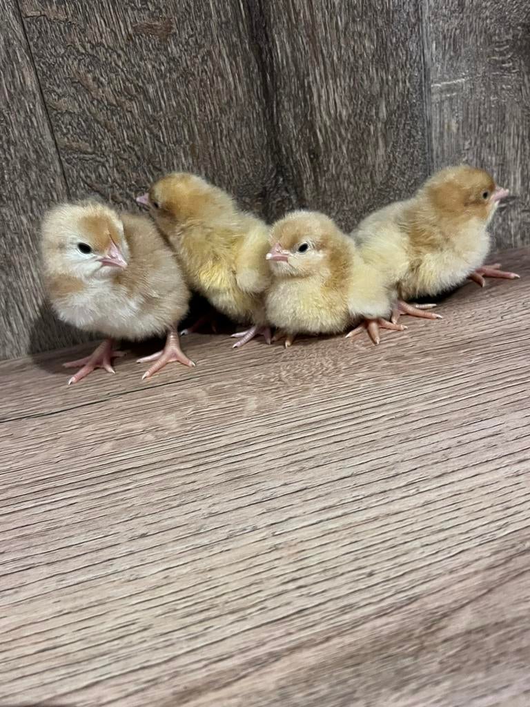 Orpington buff en porselein, Geslacht onbekend, Kip