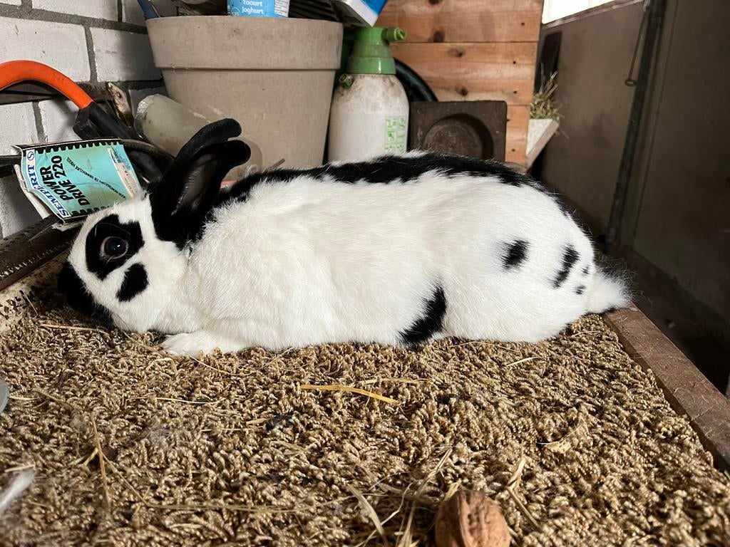 Lotharinger, Dieren en Toebehoren, Konijnen, Mannelijk, Klein, 0 tot 2 jaar