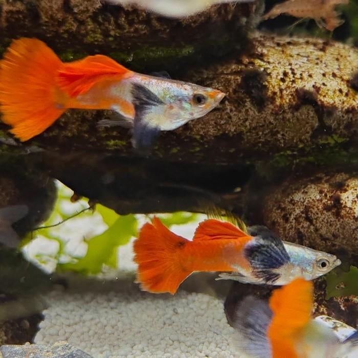 lebistes reticulata, Vis