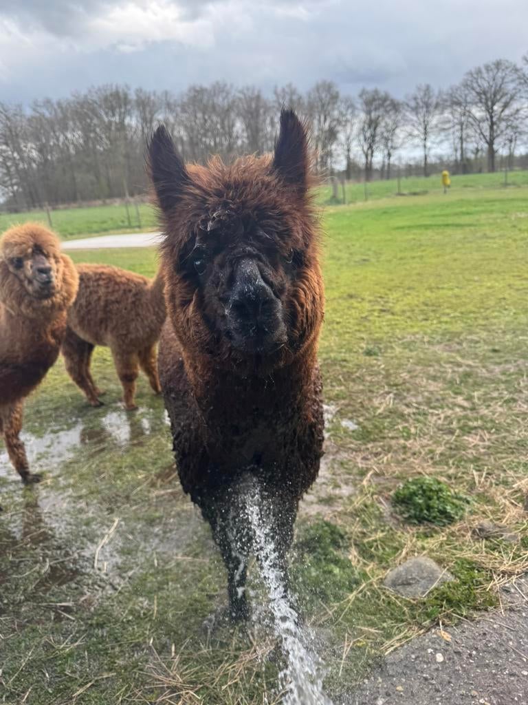 Alpaca hengst - halstermak - rustig, Juni, Mannelijk
