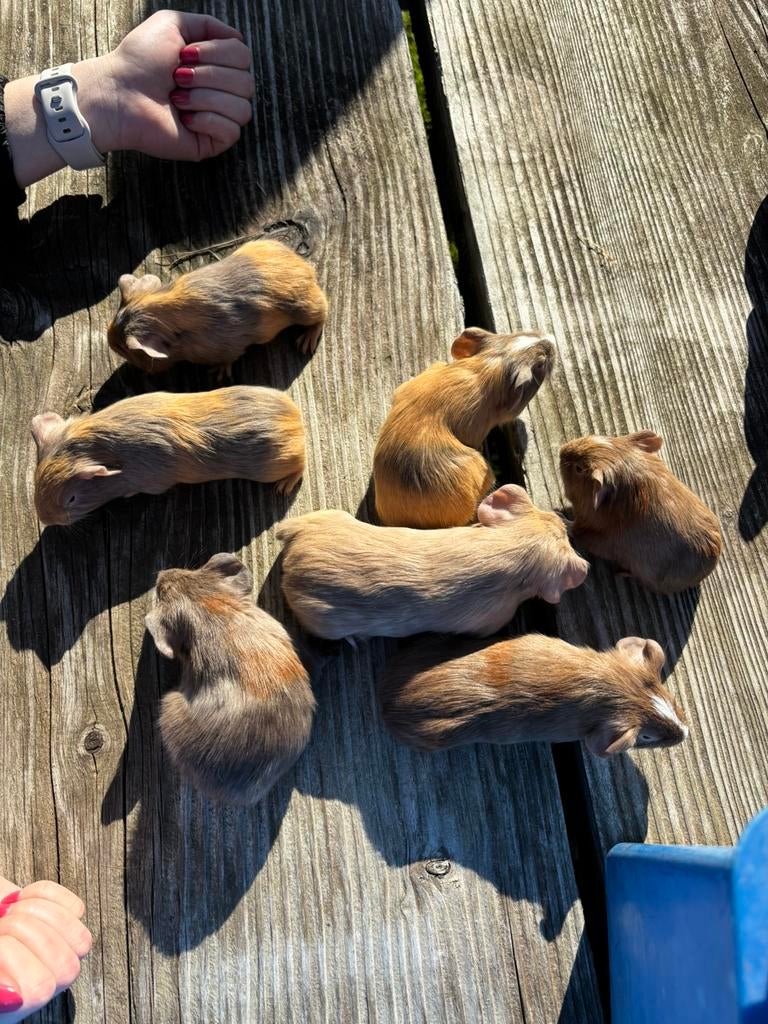 Jonge cavia beertjes, Dieren en Toebehoren, Maart, Mannelijk, Cavia