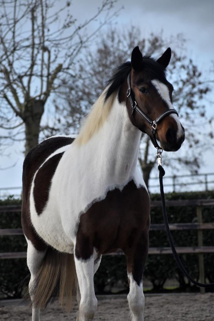 Super leuke en lieve 5 jarige bonte merrie, Dieren en Toebehoren, Gechipt, Zadelmak, 3 tot 6 jaar, Recreatiepony