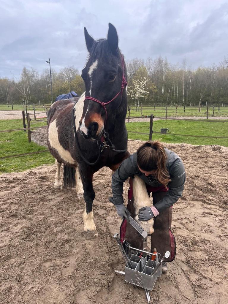 Natuurlijk bekapper / hoefverzorger aangeboden, Verzorging of Verzorgpony's