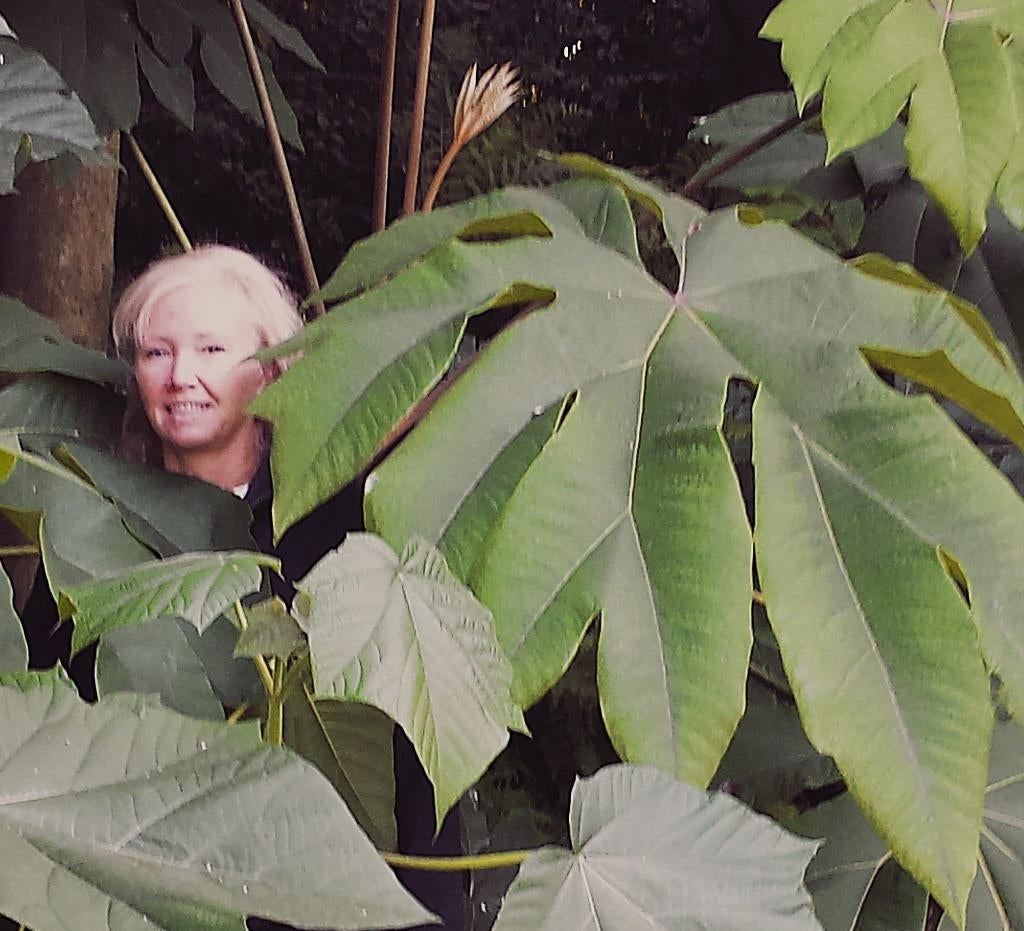 Tetrapanax (Rijstpapierplant), Volle zon, Vaste plant, Zomer, Ophalen