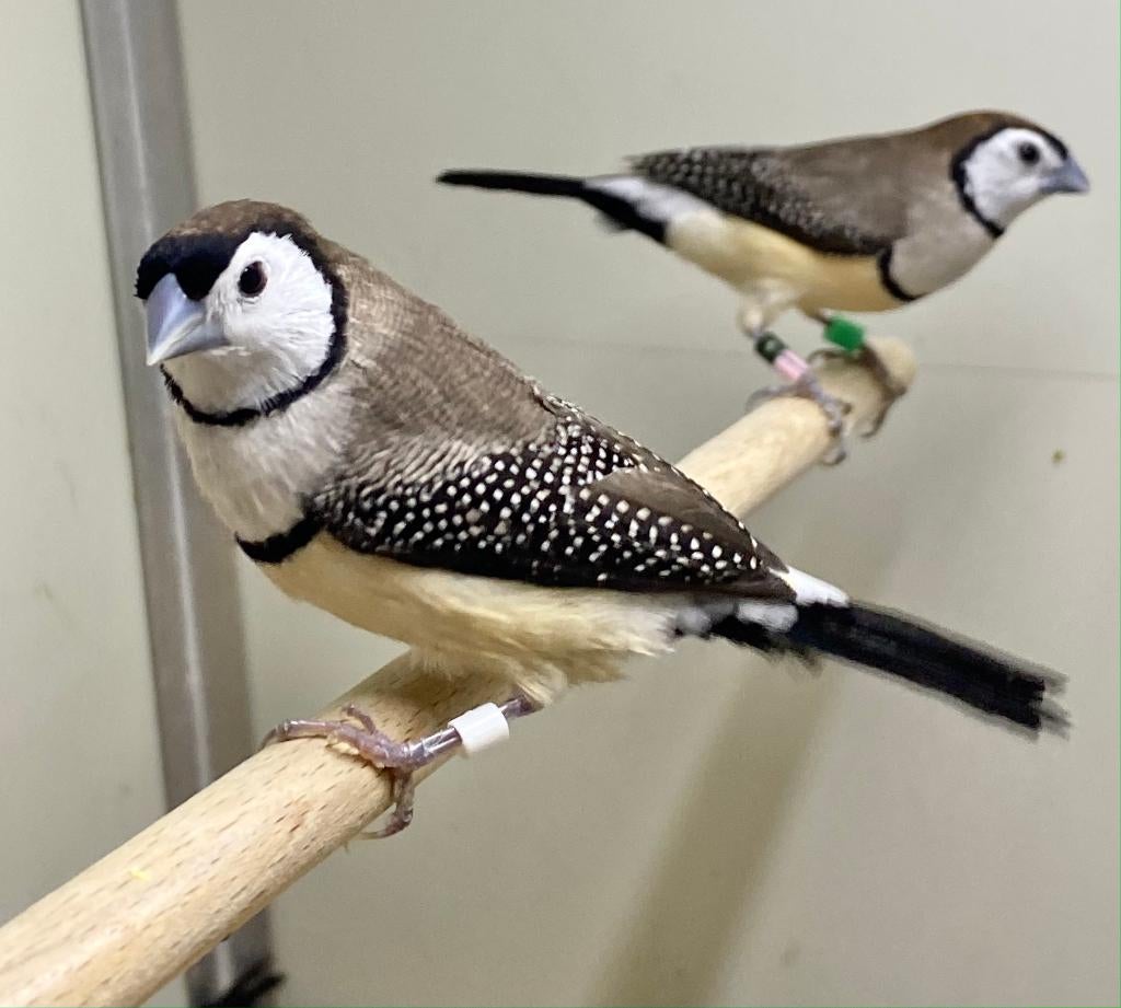 Bichenow astrildes koppels, Meerdere dieren