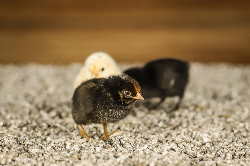 Wyandotte groot kippen kuikens | Gesekst en Ingeënt, Vrouwelijk, Kip