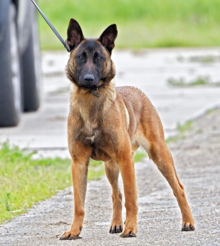 Mechelse herder teef (2 jaar), Dieren en Toebehoren, Honden | Herdershonden en Veedrijvers, 1 tot 2 jaar, Teef, Parvo, Eén hond