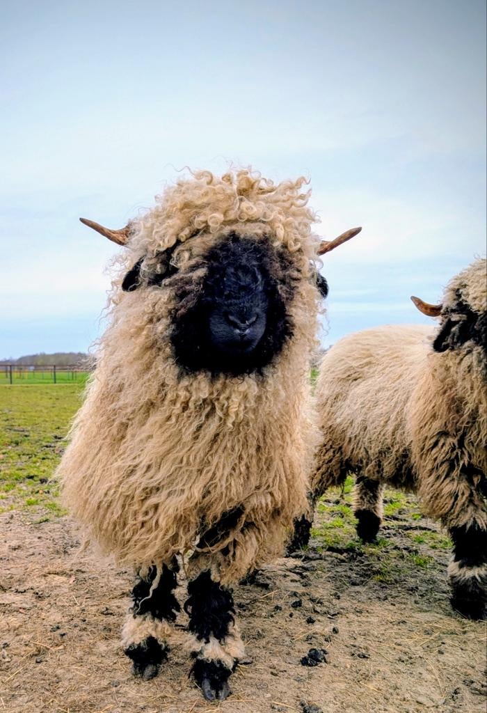 Walliser Schwarznase ooien, Vrouwelijk, Schaap