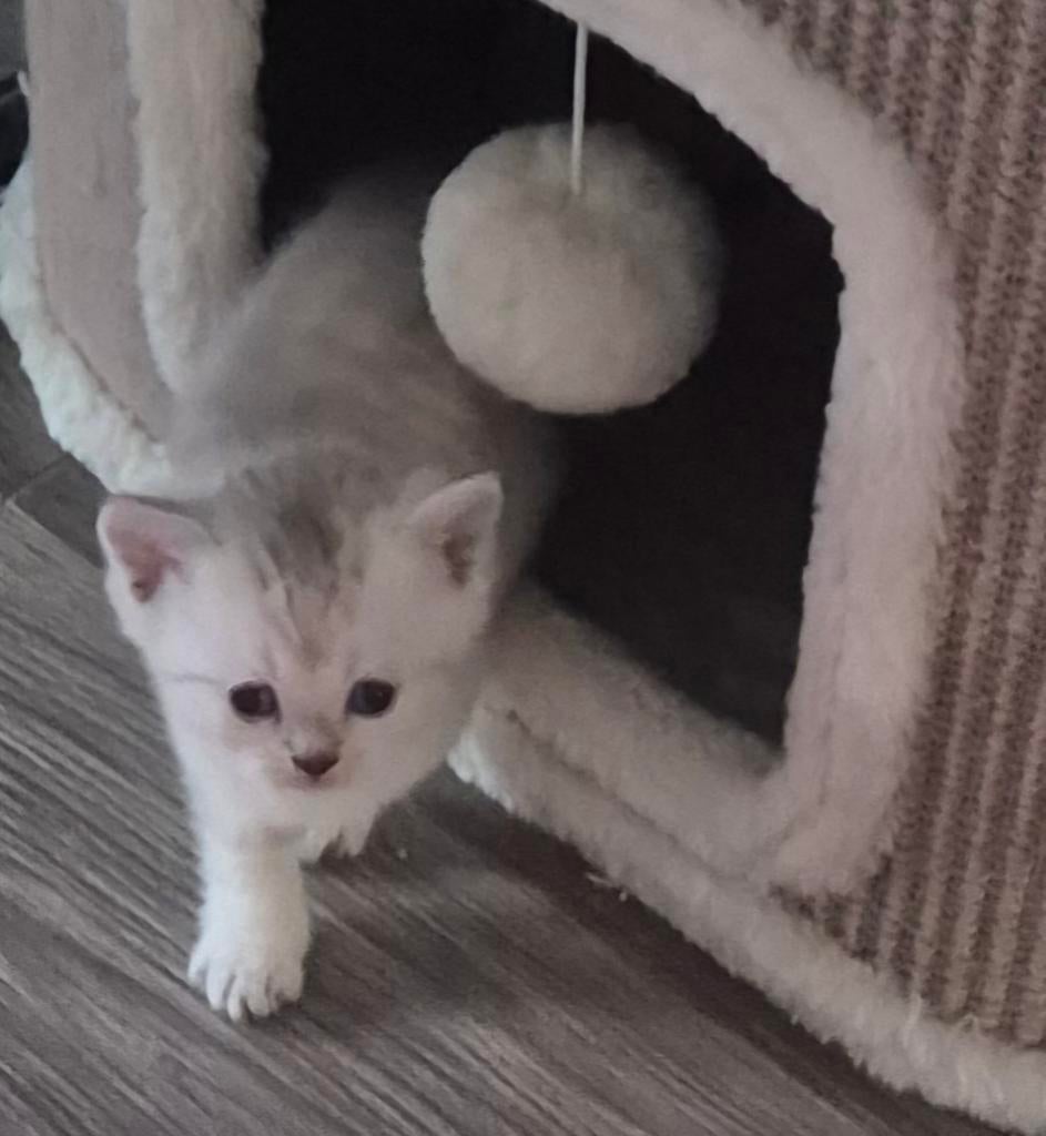 Prachtige Brits(e) korthaar kittens te koop, Meerdere dieren, Gechipt, 0 tot 2 jaar