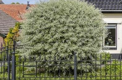 2 bomen boompjes tuin set blad sierboom, Tuin en Terras, Planten | Bomen, Ophalen, Volle zon, Overige soorten