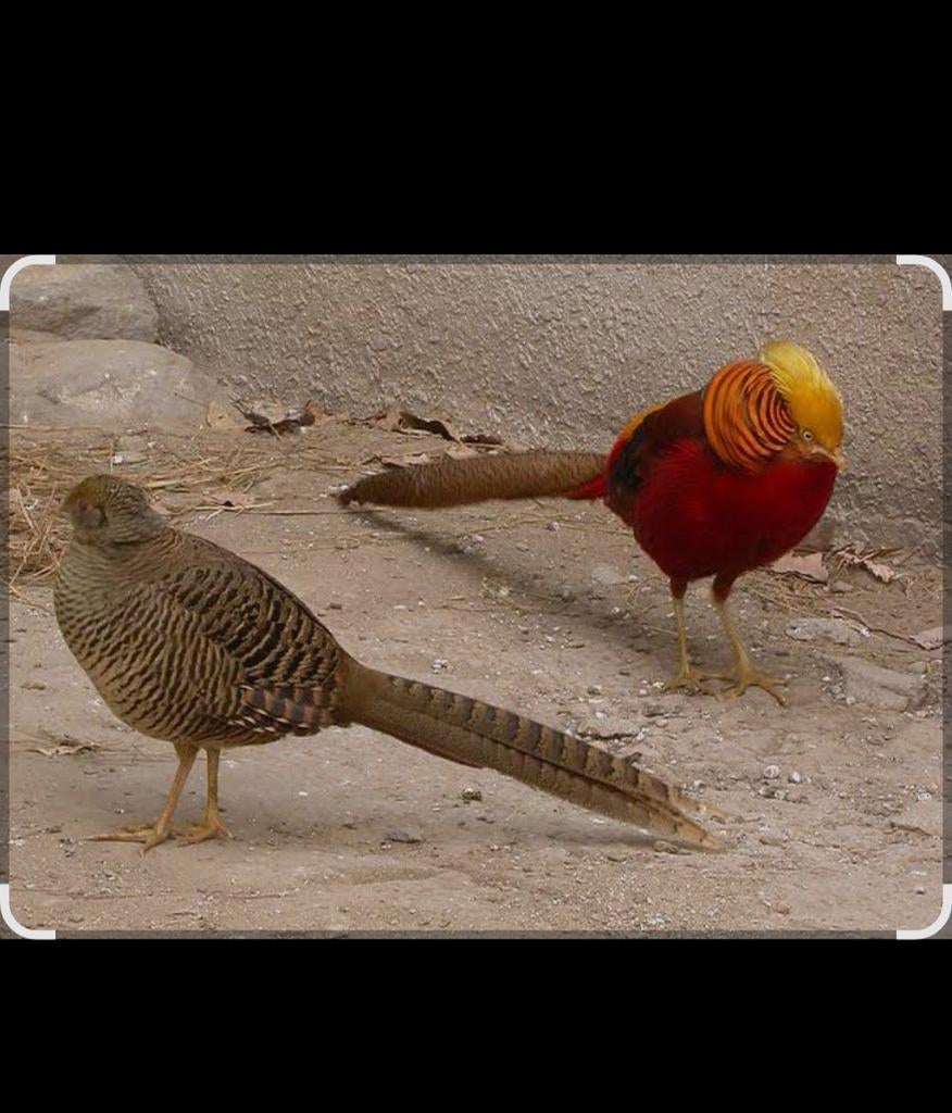 Eieren van goud fazant te koop, Dieren en Toebehoren, Geslacht onbekend