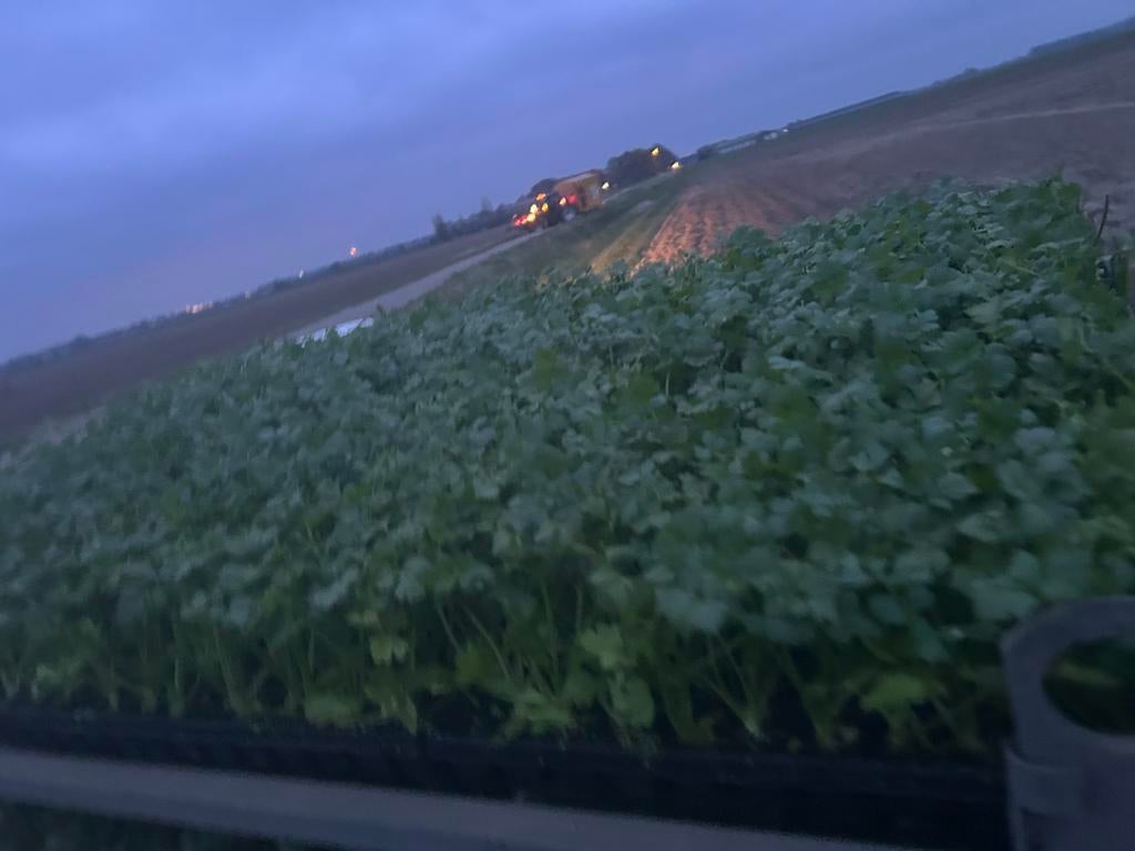 Knolselderij plantjes te koop, Ophalen of Verzenden, Volle zon, Overige soorten, Minder dan 100 cm