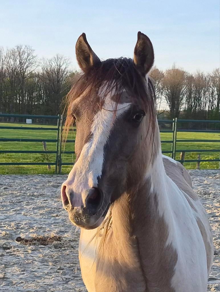 Kindvriendelijke Paint pony ruin, Dieren en Toebehoren, Gechipt, Minder dan 160 cm, Ruin, 0 tot 2 jaar