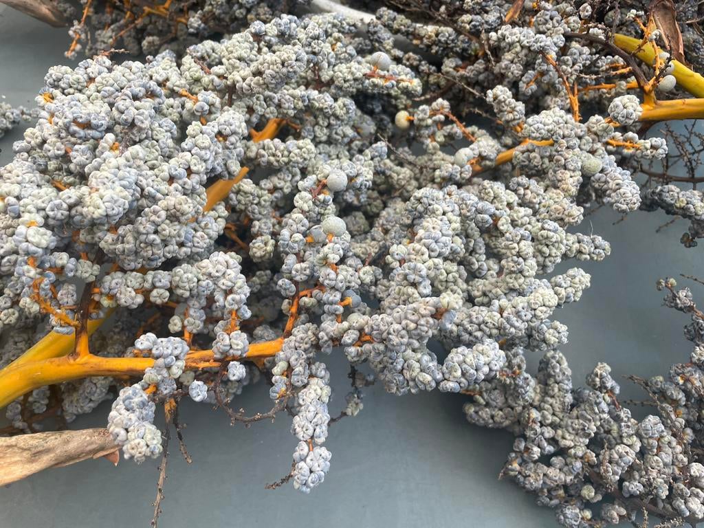 Div Dadeltakken €5 alles samen., Ophalen, Nieuw